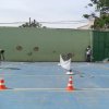 mini-tenis-ssnj003